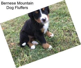 Bernese Mountain Dog Fluffers