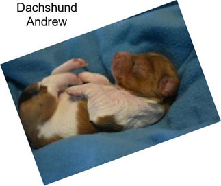 Dachshund Andrew