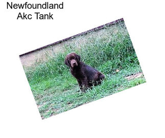 Newfoundland Akc Tank