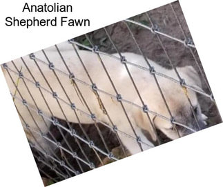 Anatolian Shepherd Fawn