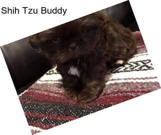 Shih Tzu Buddy