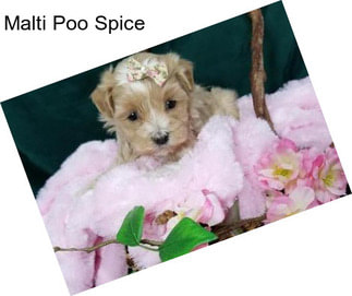 Malti Poo Spice