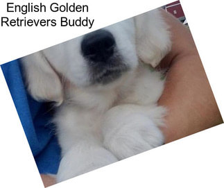 English Golden Retrievers Buddy