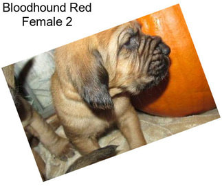 Bloodhound Red Female 2