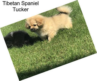 Tibetan Spaniel Tucker