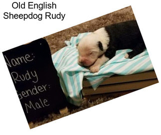 Old English Sheepdog Rudy