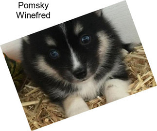 Pomsky Winefred