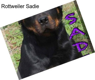 Rottweiler Sadie