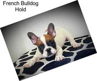 French Bulldog Hold