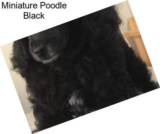 Miniature Poodle Black