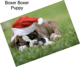 Boxer Boxer Puppy