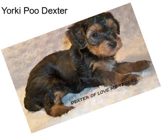 Yorki Poo Dexter