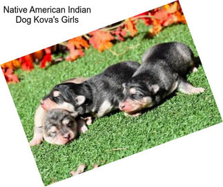 Native American Indian Dog Kova\'s Girls