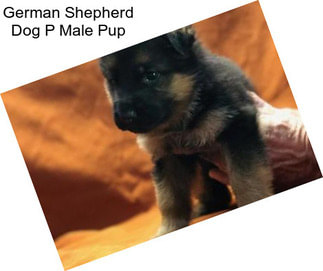 German Shepherd Dog P Male Pup