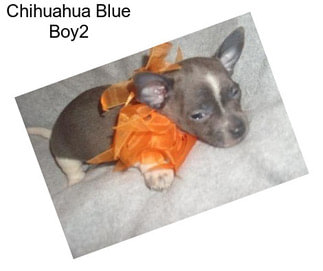 Chihuahua Blue Boy2