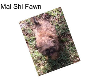 Mal Shi Fawn