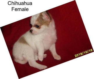 Chihuahua Female