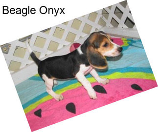 Beagle Onyx