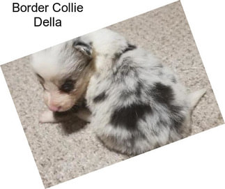 Border Collie Della