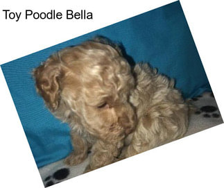 Toy Poodle Bella