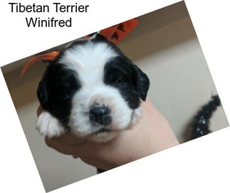 Tibetan Terrier Winifred