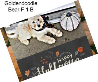 Goldendoodle Bear F 1 B