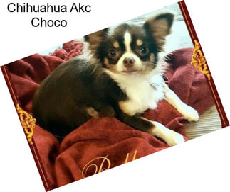 Chihuahua Akc Choco