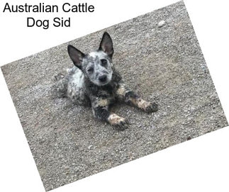 Australian Cattle Dog Sid