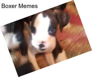 Boxer Memes