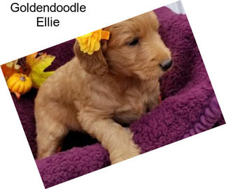 Goldendoodle Ellie