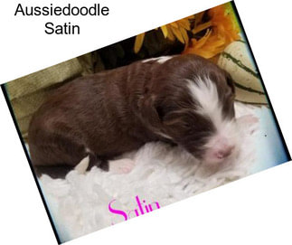 Aussiedoodle Satin