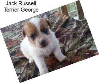 Jack Russell Terrier George