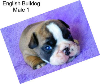 English Bulldog Male 1