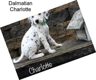 Dalmatian Charlotte