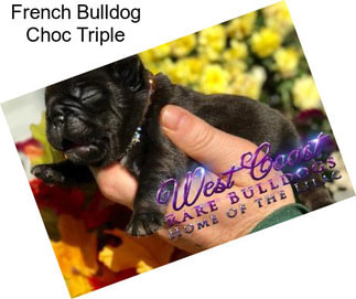 French Bulldog Choc Triple