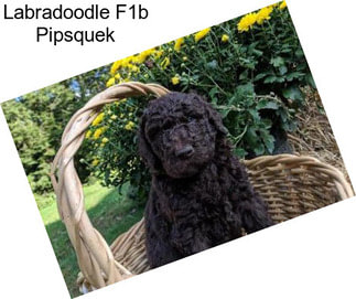 Labradoodle F1b Pipsquek