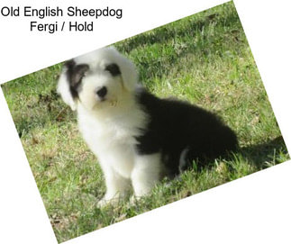 Old English Sheepdog Fergi / Hold