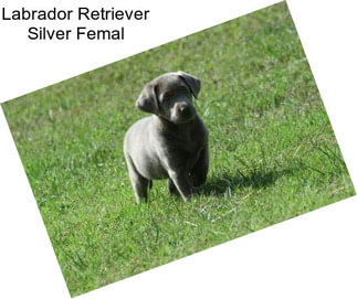 Labrador Retriever Silver Femal