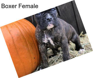 Boxer Female