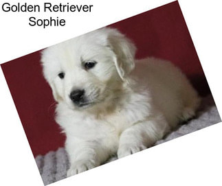 Golden Retriever Sophie