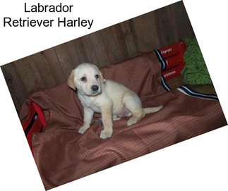 Labrador Retriever Harley