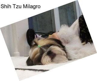 Shih Tzu Milagro