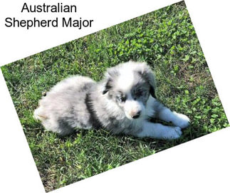 Australian Shepherd Major