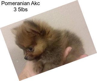 Pomeranian Akc 3 5lbs