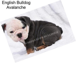 English Bulldog Avalanche
