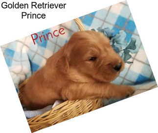 Golden Retriever Prince