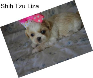 Shih Tzu Liza