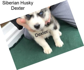 Siberian Husky Dexter