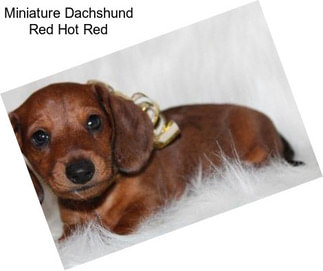 Miniature Dachshund Red Hot Red