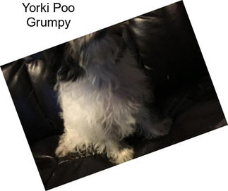 Yorki Poo Grumpy